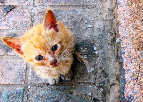 Котёнок