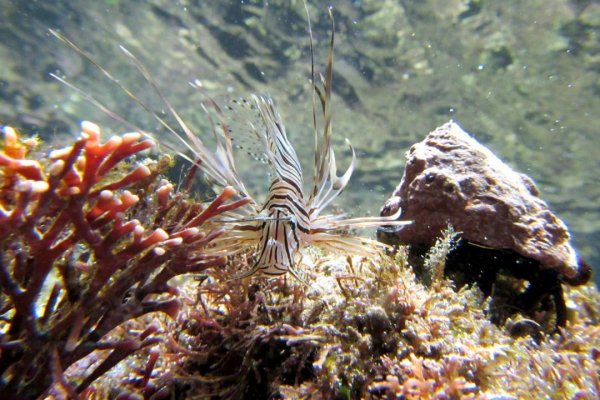 Reef 13