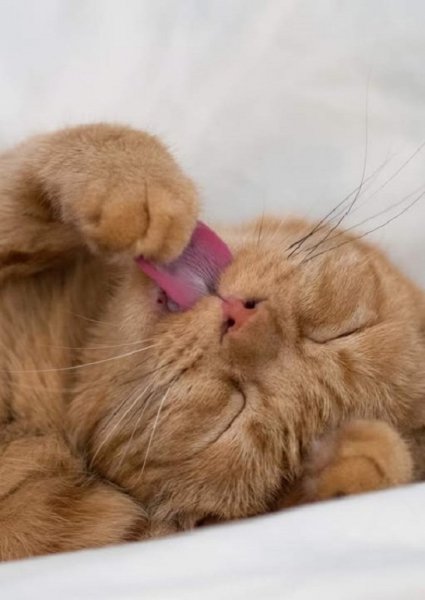 Кошка