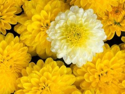 file_86390767