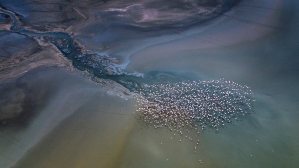 MagadiFlamingos ROW4848270584 UHD