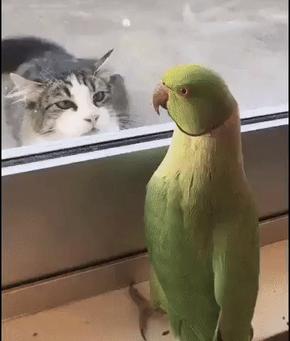 СОЖРАТЬ МЕНЯ ХОЧЕШЬ?. . . -СЛЮНИ ПОДОБРАЛ, ДА