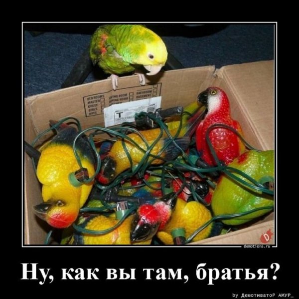 Как вы там, братья?