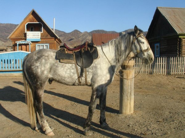 Лошадь Новоалтайская