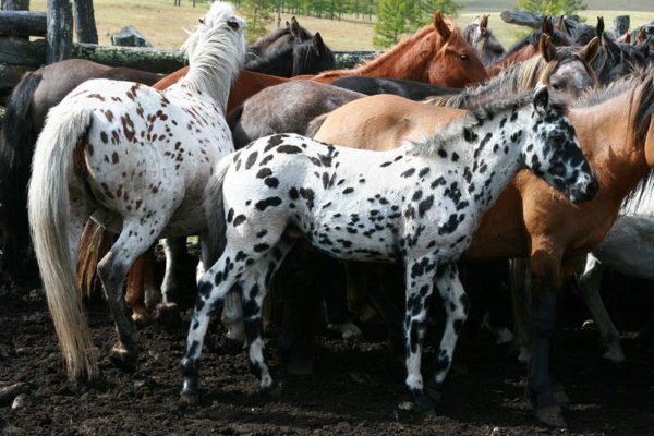 Лошадь Алтайская