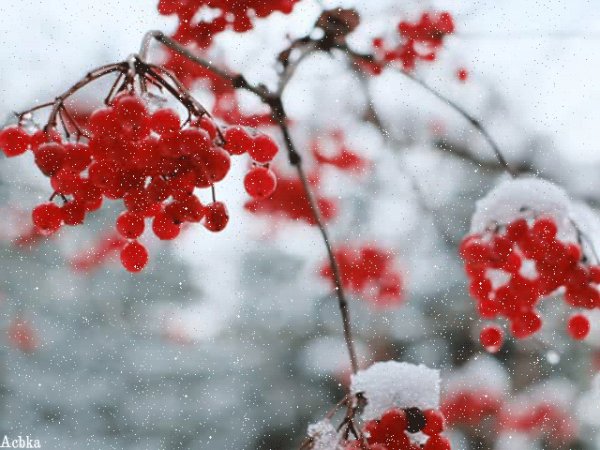 Файл #96019729