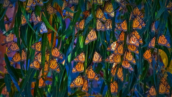 Роща бабочек Монарх Писмо Monarch Pismo UHD обои 4К