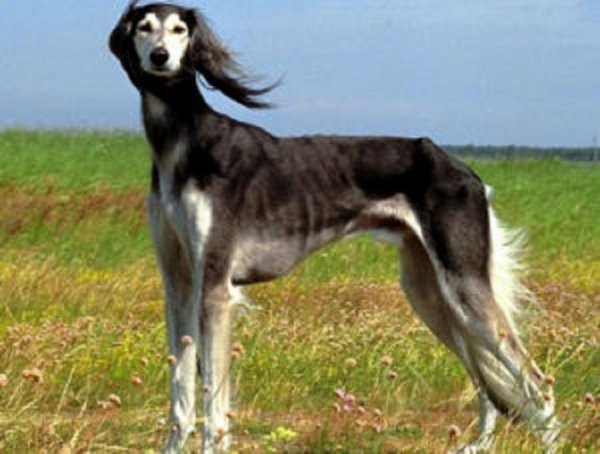 Борзая