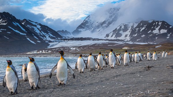 Lock2024-b49 wl kingpenguins 402883670 1920x1080