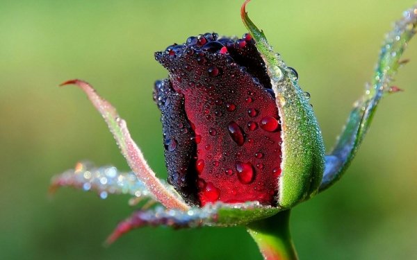 Wallpapers 2789