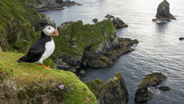 Wl puffinshetlandscotland gettyimages 1920x1080