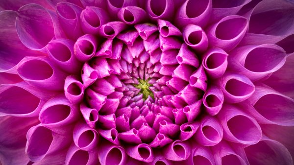 PinkDahlia ROW5018779817 UHD