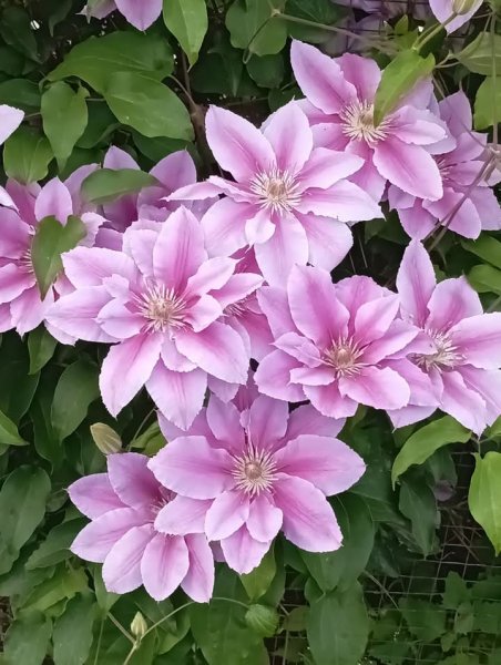 Фото 865