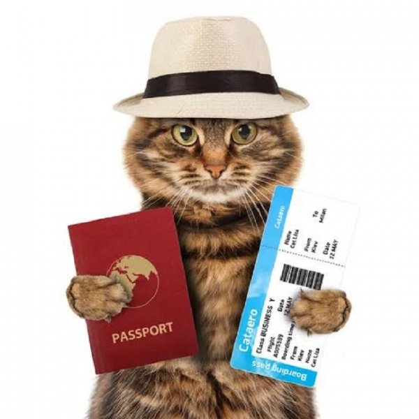 Кот с паспортом и билетом