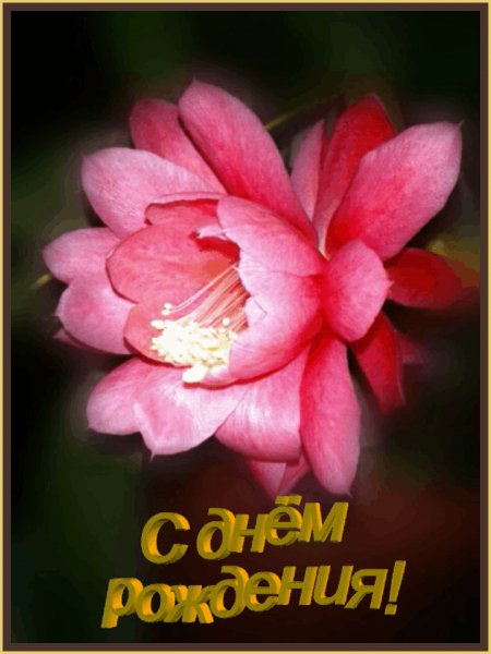 СДР МЦ
