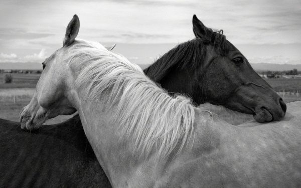 photo 1562882259