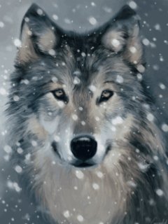 Volk
