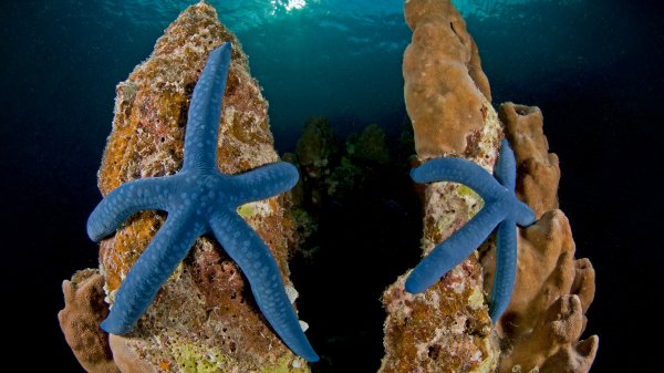 Blue Linckia Голубые морские звезды UHD 4к