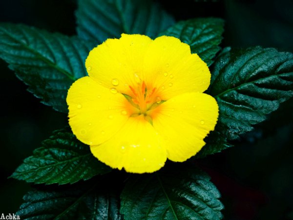 Файл #97046455