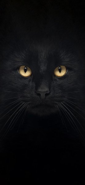 Чёрный кот