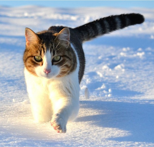 Кот зимой. (3)