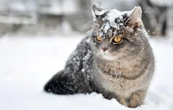 Зимние коты (25)