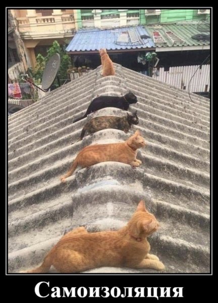 file_81343248