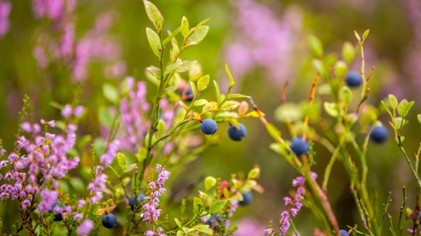NorwayBlueberries ROW6499030232 UHD