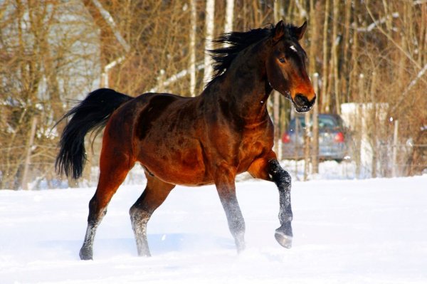Лошадь Латвийская