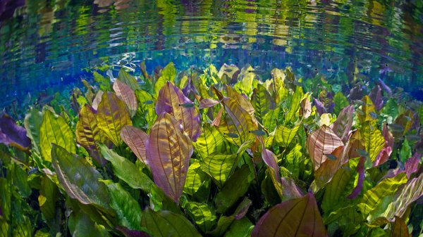 Aquario Natural Эхинодорус Байя-Бонита UHD Обои 4к