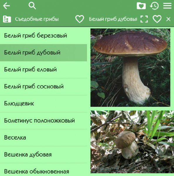 Справочник грибов 2. 96 Рекламы нет