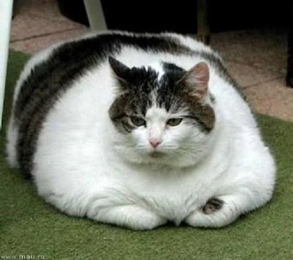 Жирный кот