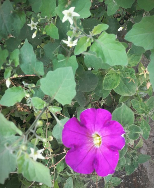 IMG 20201019 152104
