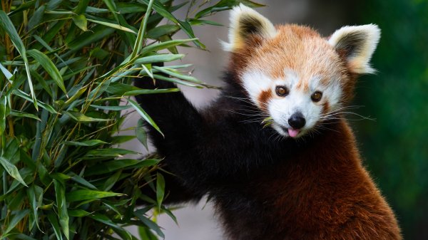 Krasnaia-panda-malaia-panda-listia-vzgliad