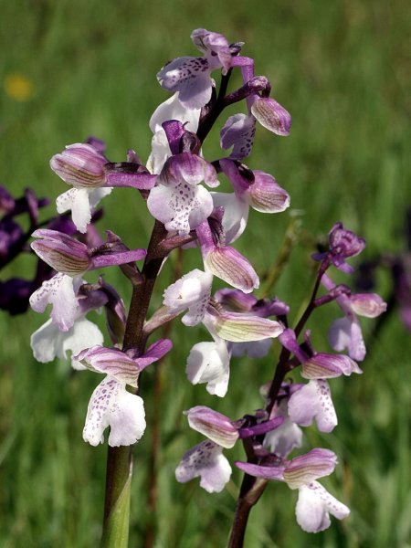 Ятрышник дремлик (Orchis morio L. )