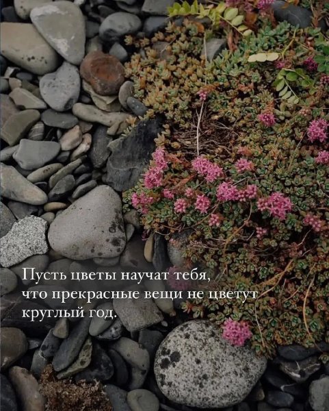 Пусть цветы научат тебя, что прекрасные вещи не цветут