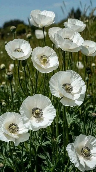 file_103170012