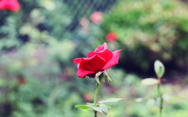 Img (29)