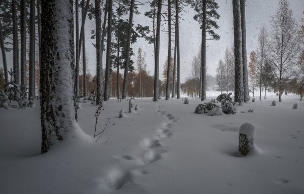 Zima-les-sneg-9