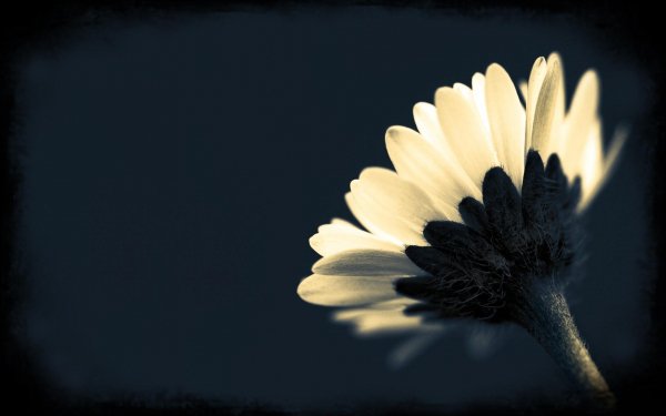 Image (22)