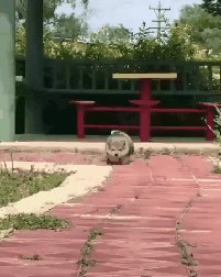 videotogif 20200116 152716-1579178234