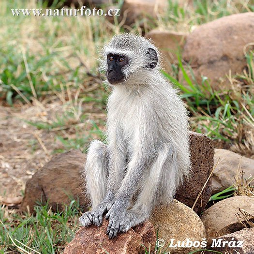 monkey7