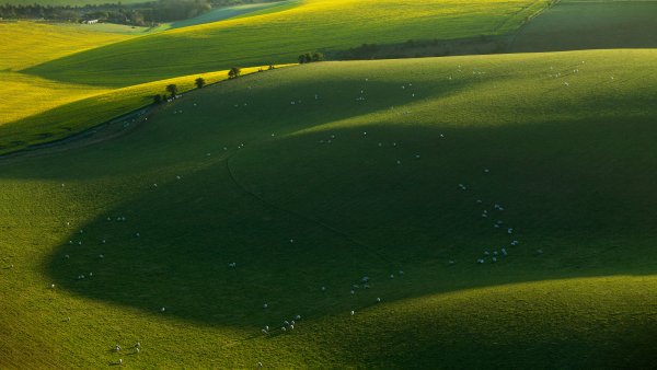 Овцы в парке Саут-Даунс South Downs Sheep UHD обои 8К