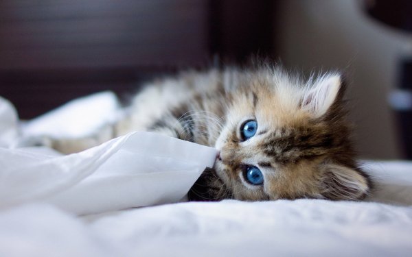 Animals Cats Blue-eyed kitten playing wi