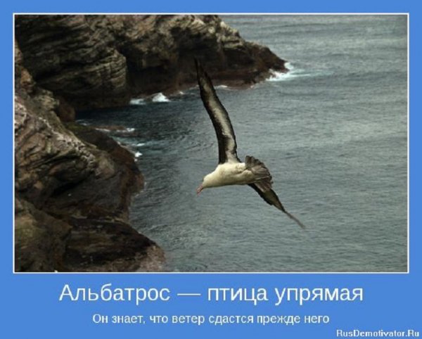 Альбатрос птица упрямая