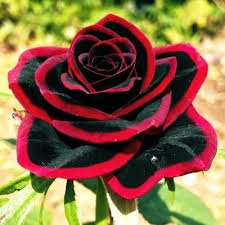 images (58)