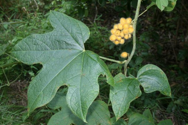 Ятеориза пальчатая (Jateorhiza palmate L. )