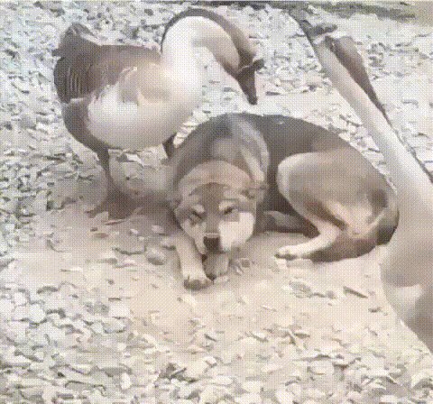 )