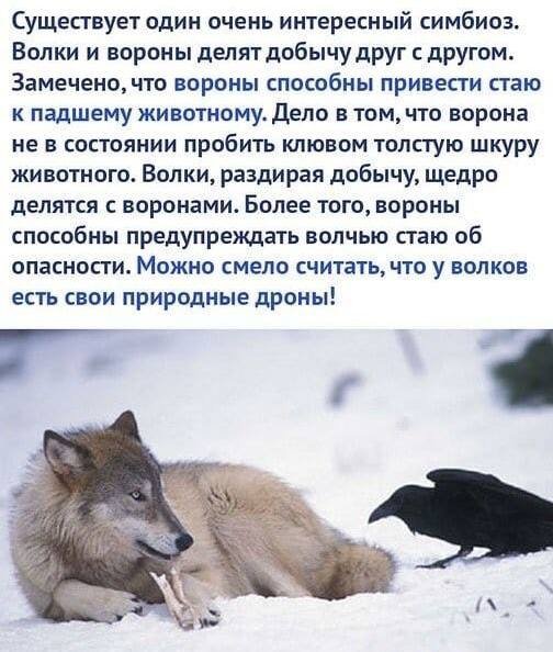 Симбиоз