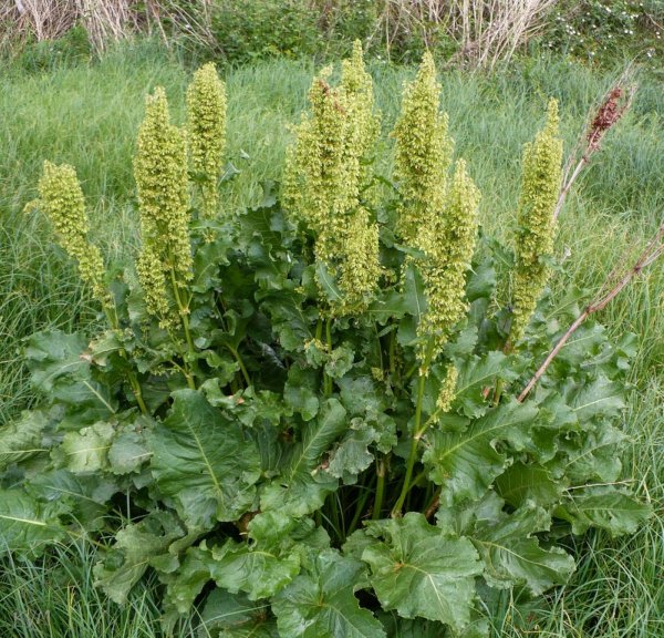 Щавель конский (Rumex confertus Willd. )